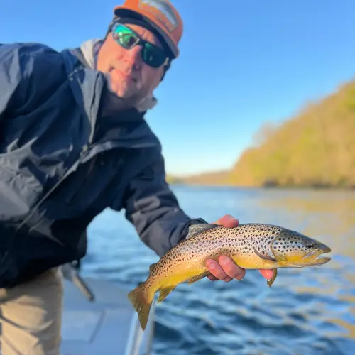 Big Trout with vivid golden and hints of blue colors being held over the side of the boat to be released back into the White River.