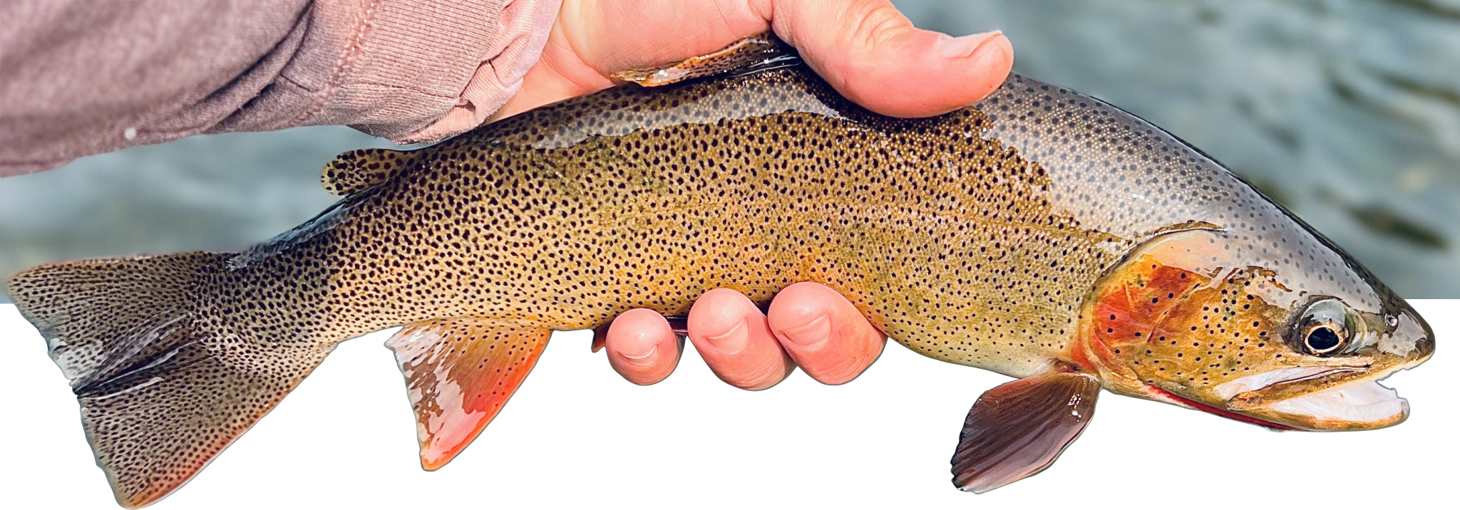 Colorful Cutthroat Trout caught and released from the White River below Bull Shoals Dam in Arkanass.